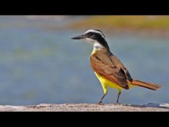 Mike Baily-Great Kiskadee (Pitangus sulphuratus)-Very Highly Commended.jpg